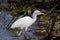 TheÂ cattle egretÂ - Bubulcus ibis